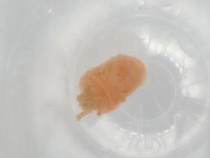  ( - BIOUG91022-G01)  @11 [ ] CreativeCommons - Attribution (2022) Centre for Biodiversity Genomics Centre for Biodiversity Genomics