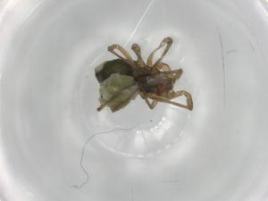  ( - BIOUG91024-A03)  @11 [ ] CreativeCommons - Attribution (2022) Centre for Biodiversity Genomics Centre for Biodiversity Genomics