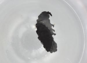  ( - BIOUG91028-A08)  @11 [ ] CreativeCommons - Attribution (2022) Centre for Biodiversity Genomics Centre for Biodiversity Genomics