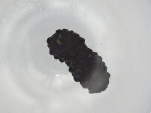  ( - BIOUG91028-A09)  @11 [ ] CreativeCommons - Attribution (2022) Centre for Biodiversity Genomics Centre for Biodiversity Genomics