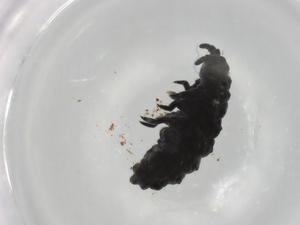  ( - BIOUG91029-G05)  @11 [ ] CreativeCommons - Attribution (2022) Centre for Biodiversity Genomics Centre for Biodiversity Genomics