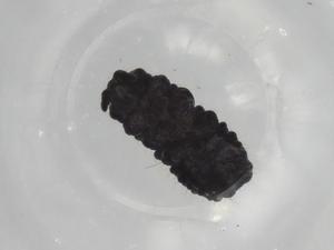  ( - BIOUG91031-A11)  @11 [ ] CreativeCommons - Attribution (2022) Centre for Biodiversity Genomics Centre for Biodiversity Genomics