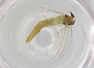  ( - BIOUG91033-E06)  @11 [ ] CreativeCommons - Attribution (2022) Centre for Biodiversity Genomics Centre for Biodiversity Genomics