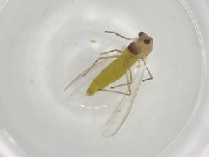  ( - BIOUG91042-A01)  @11 [ ] CreativeCommons - Attribution (2022) Centre for Biodiversity Genomics Centre for Biodiversity Genomics