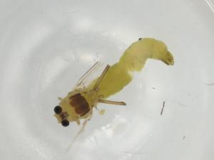  ( - BIOUG91042-A04)  @11 [ ] CreativeCommons - Attribution (2022) Centre for Biodiversity Genomics Centre for Biodiversity Genomics