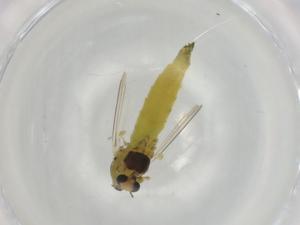  ( - BIOUG91042-B04)  @11 [ ] CreativeCommons - Attribution (2022) Centre for Biodiversity Genomics Centre for Biodiversity Genomics