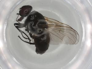  ( - BIOUG91042-C04)  @11 [ ] CreativeCommons - Attribution (2022) Centre for Biodiversity Genomics Centre for Biodiversity Genomics