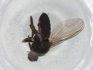  ( - BIOUG91059-F11)  @11 [ ] CreativeCommons - Attribution (2022) Centre for Biodiversity Genomics Centre for Biodiversity Genomics