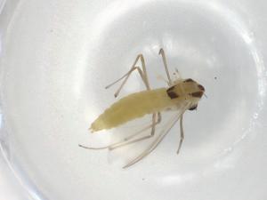  ( - BIOUG93854-G07)  @11 [ ] CreativeCommons - Attribution (2022) Centre for Biodiversity Genomics Centre for Biodiversity Genomics