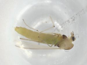  ( - BIOUG93856-G06)  @11 [ ] CreativeCommons - Attribution (2022) Centre for Biodiversity Genomics Centre for Biodiversity Genomics