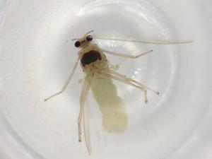  ( - BIOUG93857-G08)  @11 [ ] CreativeCommons - Attribution (2022) Centre for Biodiversity Genomics Centre for Biodiversity Genomics