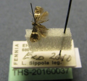  ( - THS-20160037)  @11 [ ] CreativeCommons - Attribution Non-Commercial (2016) Leo Sippola Tampere Entomological Association