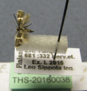  ( - THS-20160038)  @12 [ ] CreativeCommons - Attribution Non-Commercial (2016) Leo Sippola Tampere Entomological Association