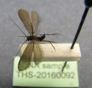  ( - THS-20160092)  @12 [ ] CreativeCommons - Attribution Non-Commercial (2016) Juha Salokannel Tampere Entomological Association
