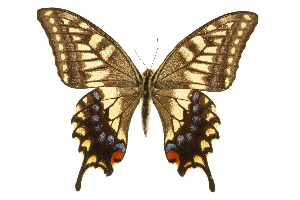  (Papilio machaon hippocrates - TAMUICEGR-0831)  @14 [ ] CreativeCommons - Attribution (2010) CBG Photography Group Centre for Biodiversity Genomics