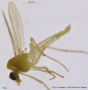  ( - DL01)  @11 [ ] CreativeCommons - Attribution Non-Commercial Share-Alike (2014) NTNU University Museum, Department of Natural History NTNU University Museum, Department of Natural History