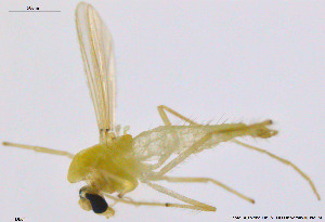  (Tanytarsus sp. 23XL - DL04)  @13 [ ] CreativeCommons - Attribution Non-Commercial Share-Alike (2014) NTNU University Museum, Department of Natural History NTNU University Museum, Department of Natural History