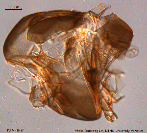  (Tanytarsus fastigatus - FA20-18)  @11 [ ] CreativeCommons - Attribution Non-Commercial Share-Alike (2015) NTNU University Museum, Department of Natural History NTNU University Museum, Department of Natural History
