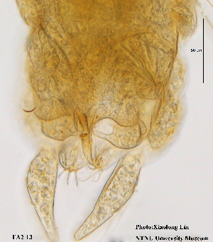  (Tanytarsus sp. 22XL - FA2-13)  @12 [ ] CreativeCommons - Attribution Non-Commercial Share-Alike (2015) NTNU University Museum, Department of Natural History NTNU University Museum, Department of Natural History