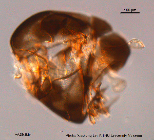  ( - FA29-8)  @11 [ ] CreativeCommons - Attribution Non-Commercial Share-Alike (2015) NTNU University Museum, Department of Natural History NTNU University Museum, Department of Natural History
