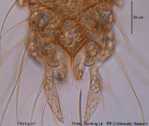  ( - FA34-20)  @11 [ ] CreativeCommons - Attribution Non-Commercial Share-Alike (2015) NTNU University Museum, Department of Natural History NTNU University Museum, Department of Natural History