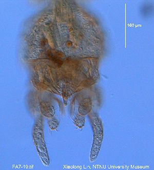  (Tanytarsus sp. 15XL - FA7-19)  @12 [ ] CreativeCommons - Attribution Non-Commercial Share-Alike (2016) NTNU University Museum, Department of Natural History NTNU University Museum, Department of Natural History