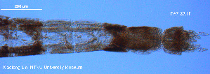  (Tanytarsus hoefleri - FA7-23)  @11 [ ] CreativeCommons - Attribution Non-Commercial Share-Alike (2016) NTNU University Museum, Department of Natural History NTNU University Museum, Department of Natural History