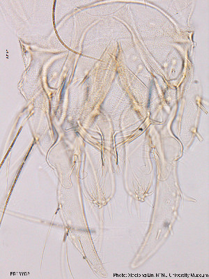  ( - FR13Y02)  @12 [ ] CreativeCommons - Attribution Non-Commercial Share-Alike (2014) NTNU University Museum, Department of Natural History NTNU University Museum, Department of Natural History