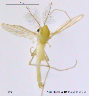  ( - LGT01)  @11 [ ] CreativeCommons - Attribution Non-Commercial Share-Alike (2014) NTNU University Museum, Department of Natural History NTNU University Museum, Department of Natural History
