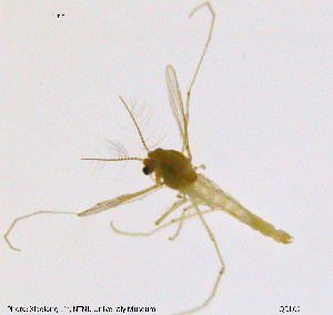  (Tanytarsus sp. 1XL - QDL02)  @12 [ ] CreativeCommons - Attribution Non-Commercial Share-Alike (2014) NTNU University Museum, Department of Natural History NTNU University Museum, Department of Natural History