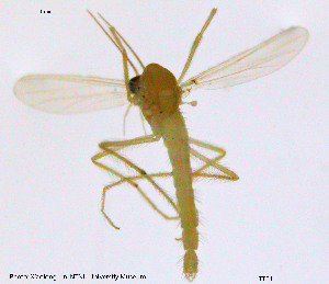  (Tanytarsus okuboi - TT01)  @13 [ ] CreativeCommons - Attribution Non-Commercial Share-Alike (2014) NTNU University Museum, Department of Natural History NTNU University Museum, Department of Natural History