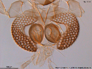  ( - To100)  @12 [ ] CreativeCommons - Attribution Non-Commercial Share-Alike (2016) NTNU University Museum, Department of Natural History NTNU University Museum, Department of Natural History
