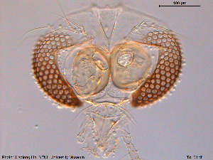  ( - To101)  @11 [ ] CreativeCommons - Attribution Non-Commercial Share-Alike (2016) NTNU University Museum, Department of Natural History NTNU University Museum, Department of Natural History