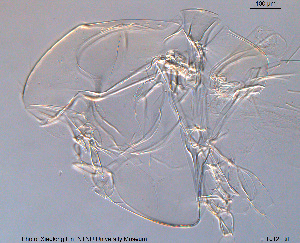  (Tanytarsus giovannii - To122)  @11 [ ] CreativeCommons - Attribution Non-Commercial Share-Alike (2016) NTNU University Museum, Department of Natural History NTNU University Museum, Department of Natural History