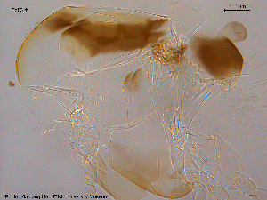  ( - To83)  @12 [ ] CreativeCommons - Attribution Non-Commercial Share-Alike (2015) NTNU University Museum, Department of Natural History NTNU University Museum, Department of Natural History