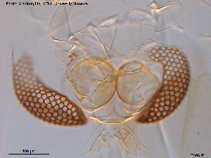  (Tanytarsus jatai - To96)  @12 [ ] CreativeCommons - Attribution Non-Commercial Share-Alike (2016) NTNU University Museum, Department of Natural History NTNU University Museum, Department of Natural History