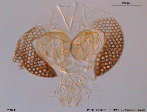  ( - To97)  @11 [ ] CreativeCommons - Attribution Non-Commercial Share-Alike (2016) NTNU University Museum, Department of Natural History NTNU University Museum, Department of Natural History