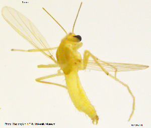  (Tanytarsus ovatus - WNSGL01)  @13 [ ] CreativeCommons - Attribution Non-Commercial Share-Alike (2014) NTNU University Museum, Department of Natural History NTNU University Museum, Department of Natural History