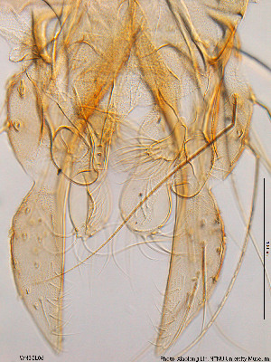  ( - WNSGL06)  @12 [ ] CreativeCommons - Attribution Non-Commercial Share-Alike (2014) NTNU University Museum, Department of Natural History NTNU University Museum, Department of Natural History