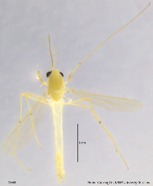  (Tanytarsus simantoteuus - WX09)  @13 [ ] CreativeCommons - Attribution Non-Commercial Share-Alike (2014) NTNU University Museum, Department of Natural History NTNU University Museum, Department of Natural History