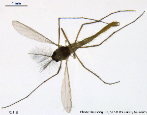  (Tanytarsus dawai - XL118)  @13 [ ] CreativeCommons - Attribution Non-Commercial Share-Alike (2014) NTNU University Museum, Department of Natural History NTNU University Museum, Department of Natural History