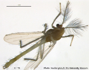  (Tanytarsus occultus - XL136)  @13 [ ] CreativeCommons - Attribution Non-Commercial Share-Alike (2014) NTNU University Museum, Department of Natural History NTNU University Museum, Department of Natural History