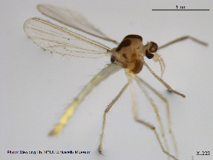  (Tanytarsus songi - XL222)  @11 [ ] CreativeCommons - Attribution Non-Commercial Share-Alike (2014) NTNU University Museum, Department of Natural History NTNU University Museum, Department of Natural History