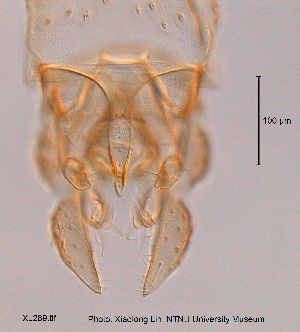  ( - XL289)  @12 [ ] CreativeCommons - Attribution Non-Commercial Share-Alike (2015) NTNU University Museum, Department of Natural History NTNU University Museum, Department of Natural History