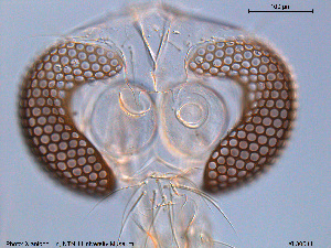  (Tanytarsus sp. 17XL - XL300)  @12 [ ] CreativeCommons - Attribution Non-Commercial Share-Alike (2015) NTNU University Museum, Department of Natural History NTNU University Museum, Department of Natural History