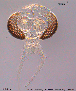  (Tanytarsus trichovalis - XL303)  @11 [ ] CreativeCommons - Attribution Non-Commercial Share-Alike (2015) NTNU University Museum, Department of Natural History NTNU University Museum, Department of Natural History