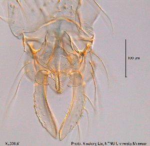  ( - XL306)  @12 [ ] CreativeCommons - Attribution Non-Commercial Share-Alike (2015) NTNU University Museum, Department of Natural History NTNU University Museum, Department of Natural History