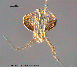  ( - XL343)  @12 [ ] CreativeCommons - Attribution Non-Commercial Share-Alike (2015) NTNU University Museum, Department of Natural History NTNU University Museum, Department of Natural History