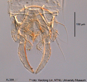  ( - XL369)  @11 [ ] CreativeCommons - Attribution Non-Commercial Share-Alike (2015) NTNU University Museum, Department of Natural History NTNU University Museum, Department of Natural History