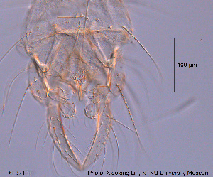  ( - XL371)  @11 [ ] CreativeCommons - Attribution Non-Commercial Share-Alike (2015) NTNU University Museum, Department of Natural History NTNU University Museum, Department of Natural History